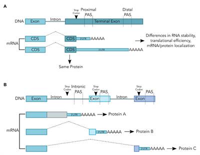 Crosstalk Between mRNA 3'-End Processing and Epigenetics